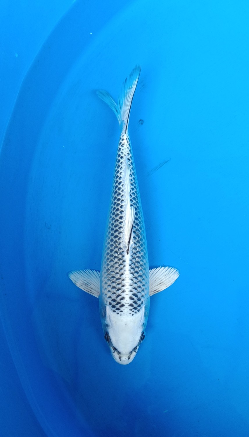 Juara 1