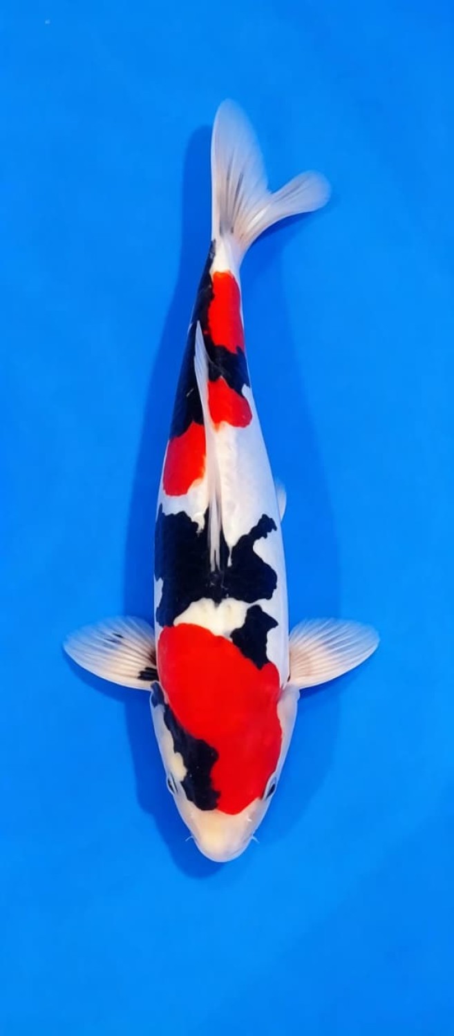 Juara 2
