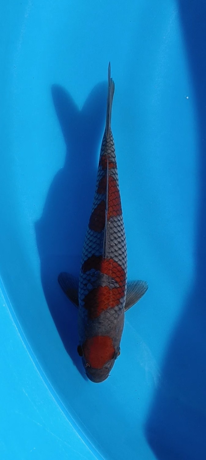 Juara 2