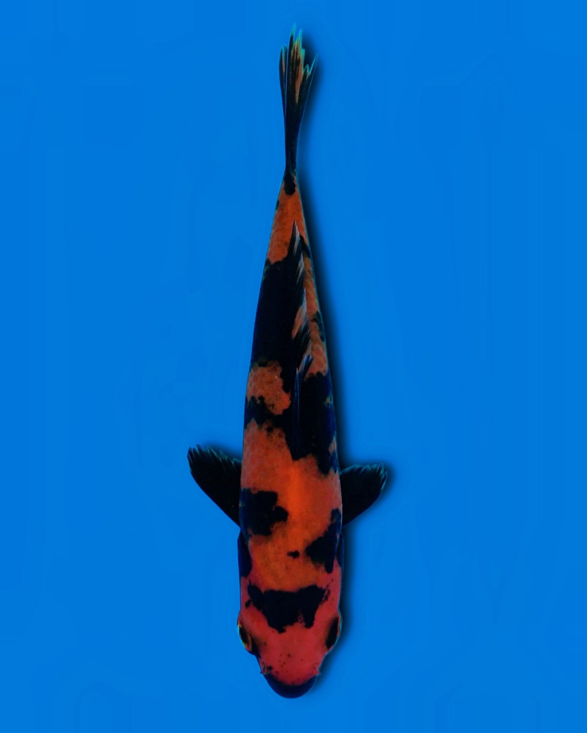 Juara 1