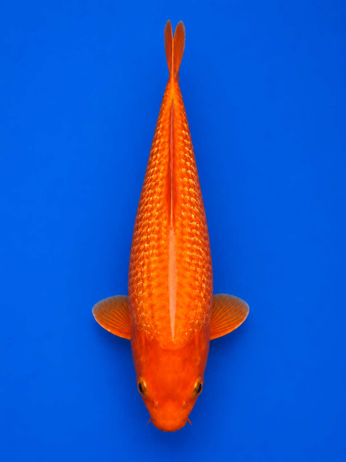 Juara 1
