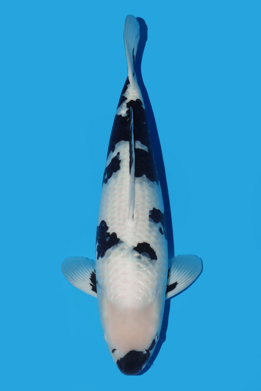 Juara 1