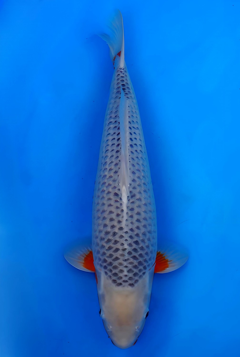 Juara 1