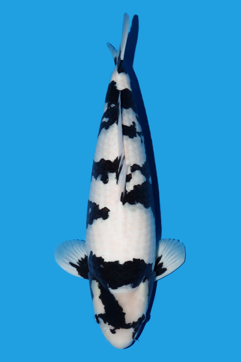 Male Champion B