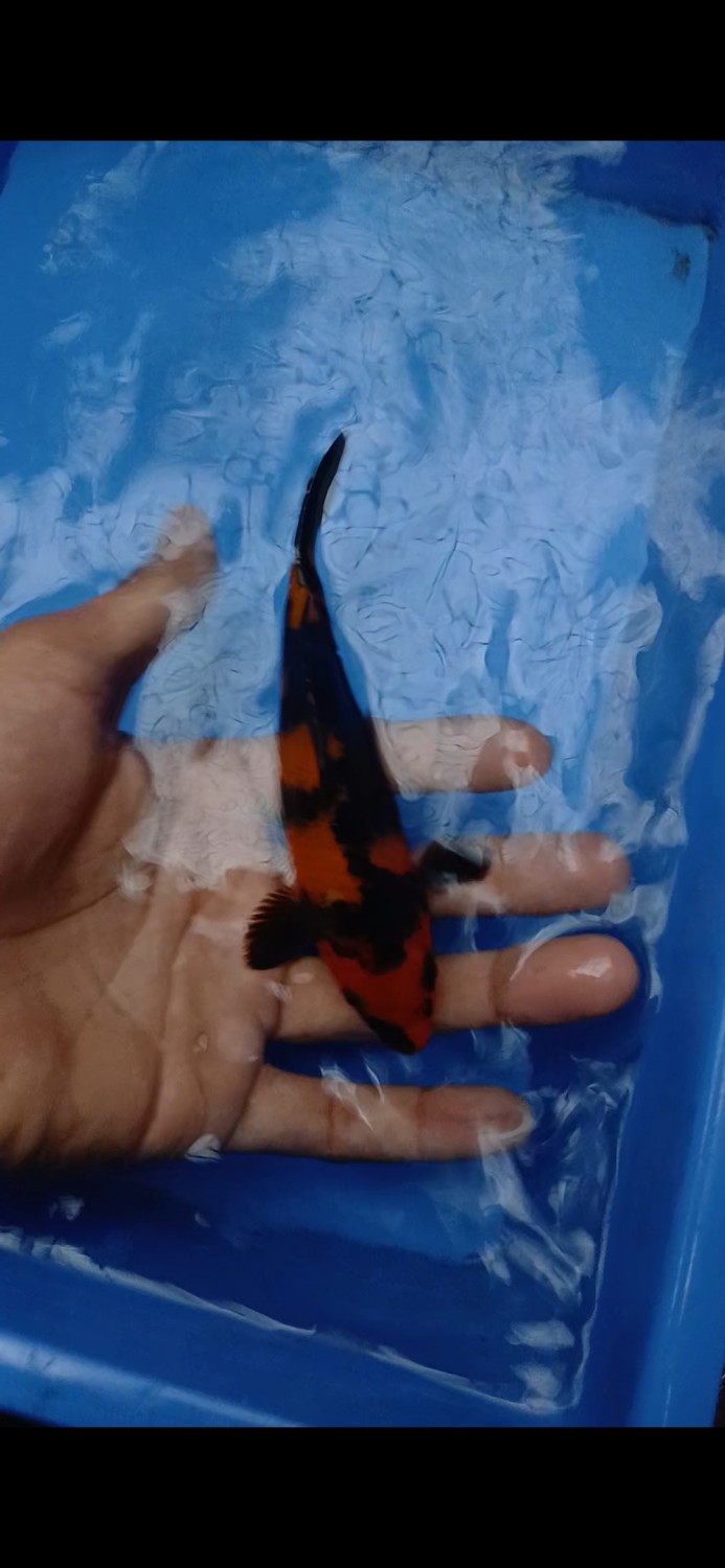 Best In Size D 13 - 15 cm