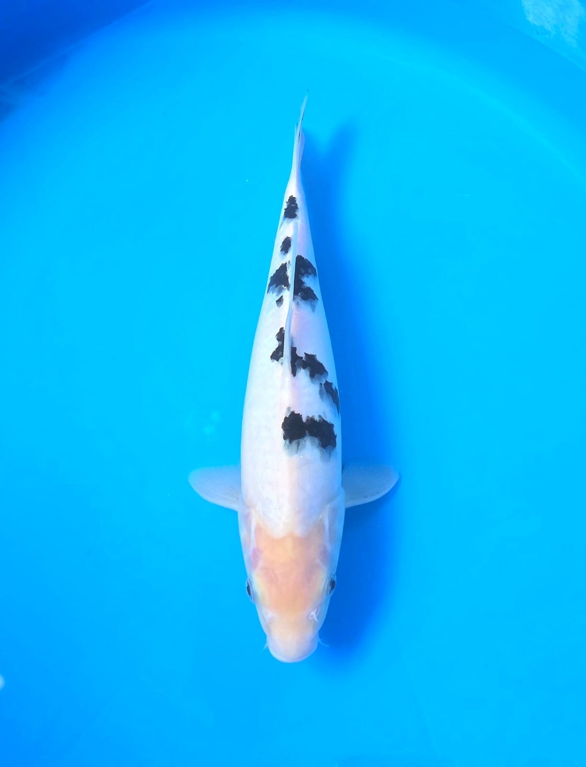 Juara 1