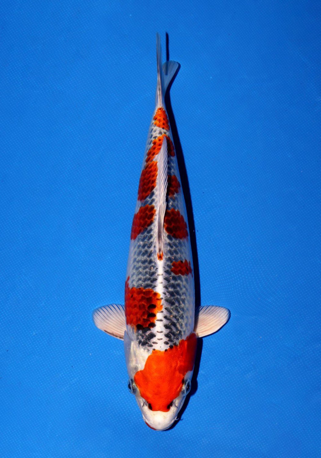 Juara 1