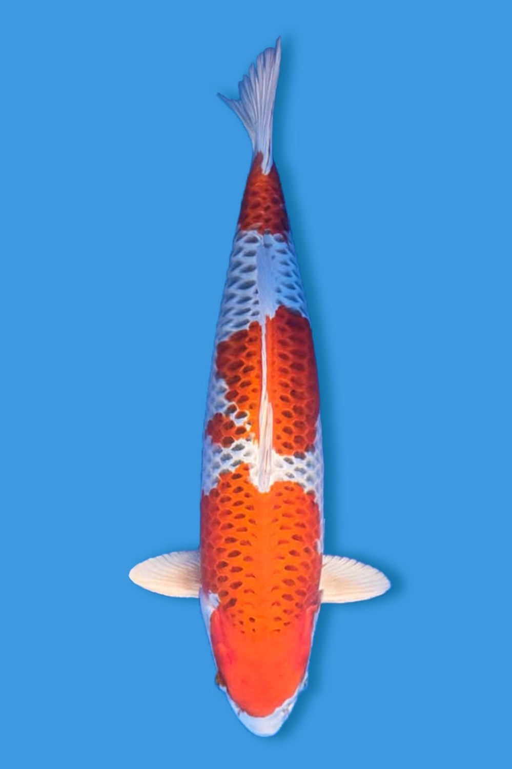 Juara 1