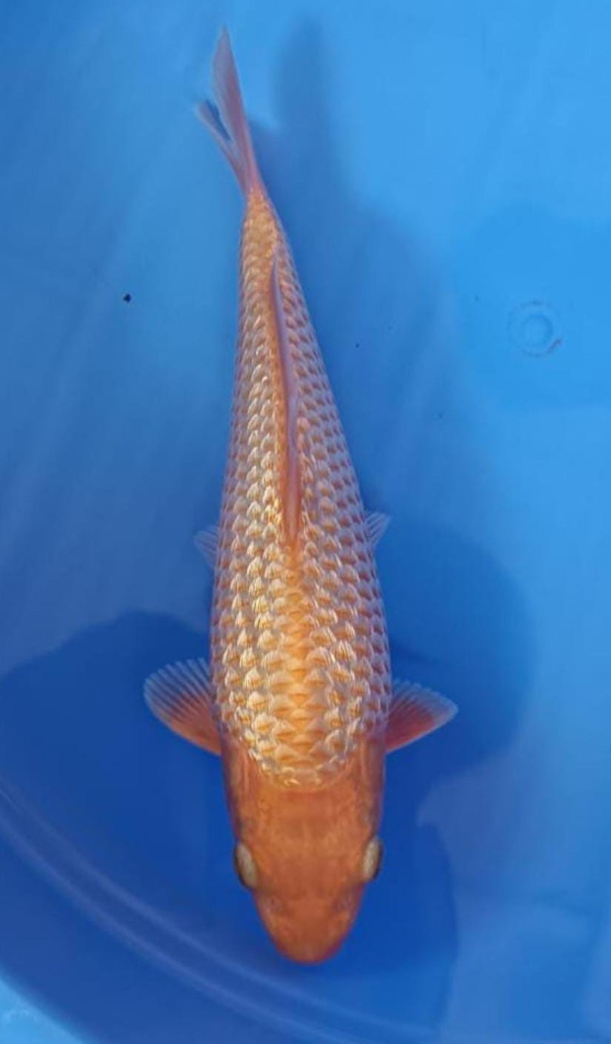Juara 1