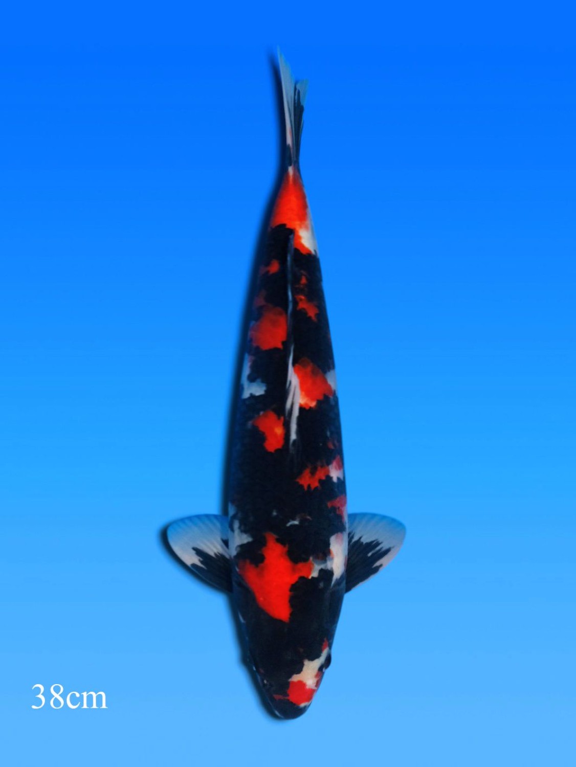 Juara 1