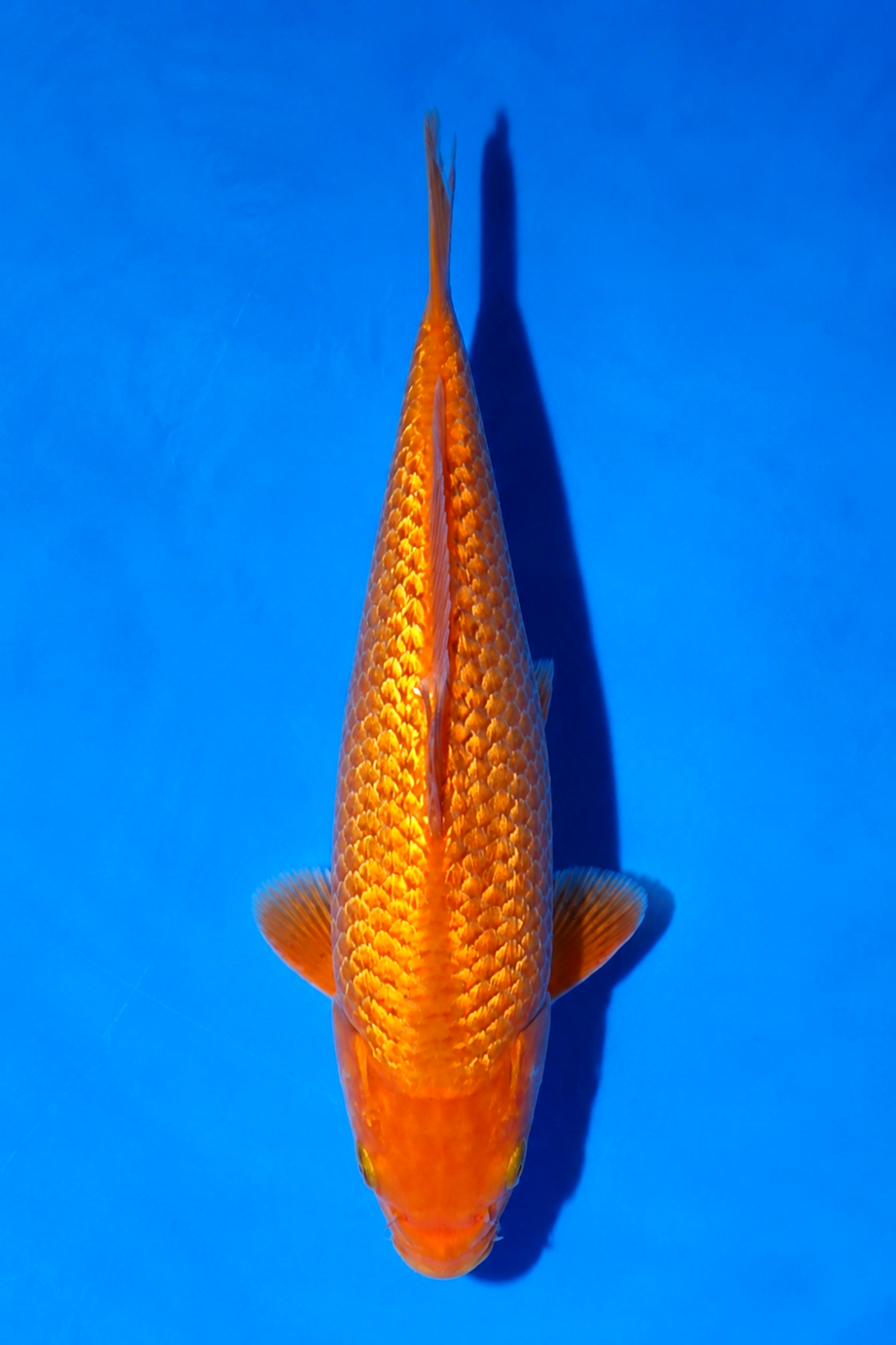 Juara 5