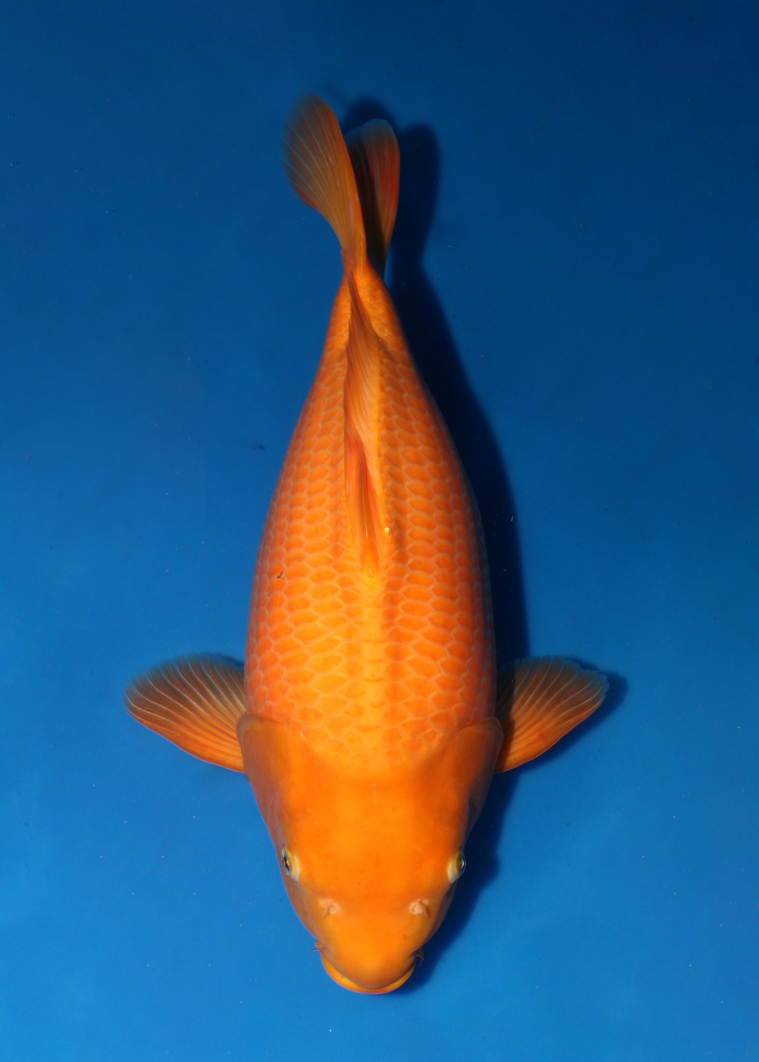 DEHAKIMS Award