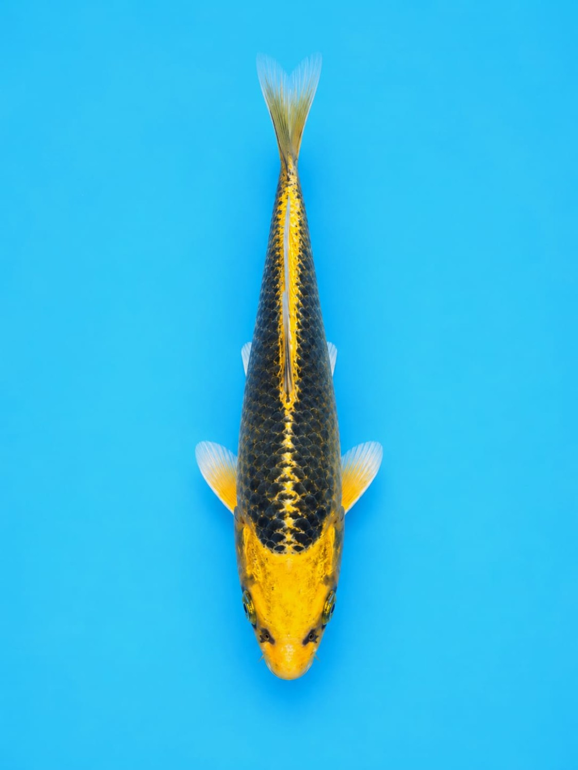 Juara 1