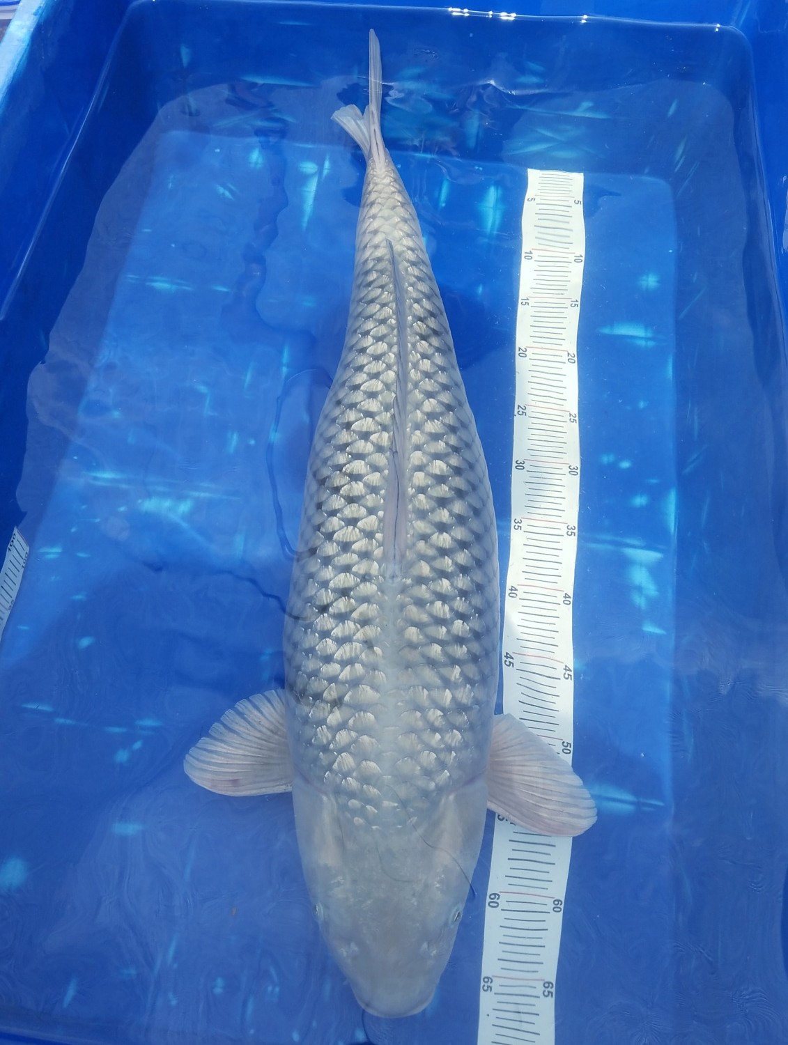 Juara 1