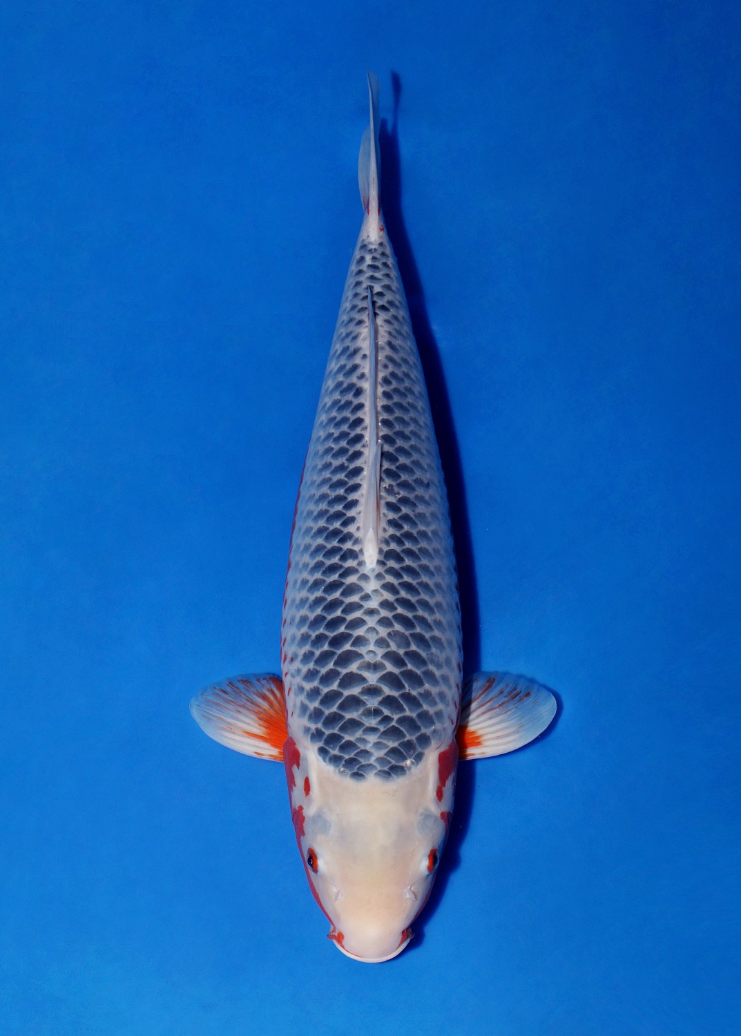 Best In Size D 56 - 60 cm