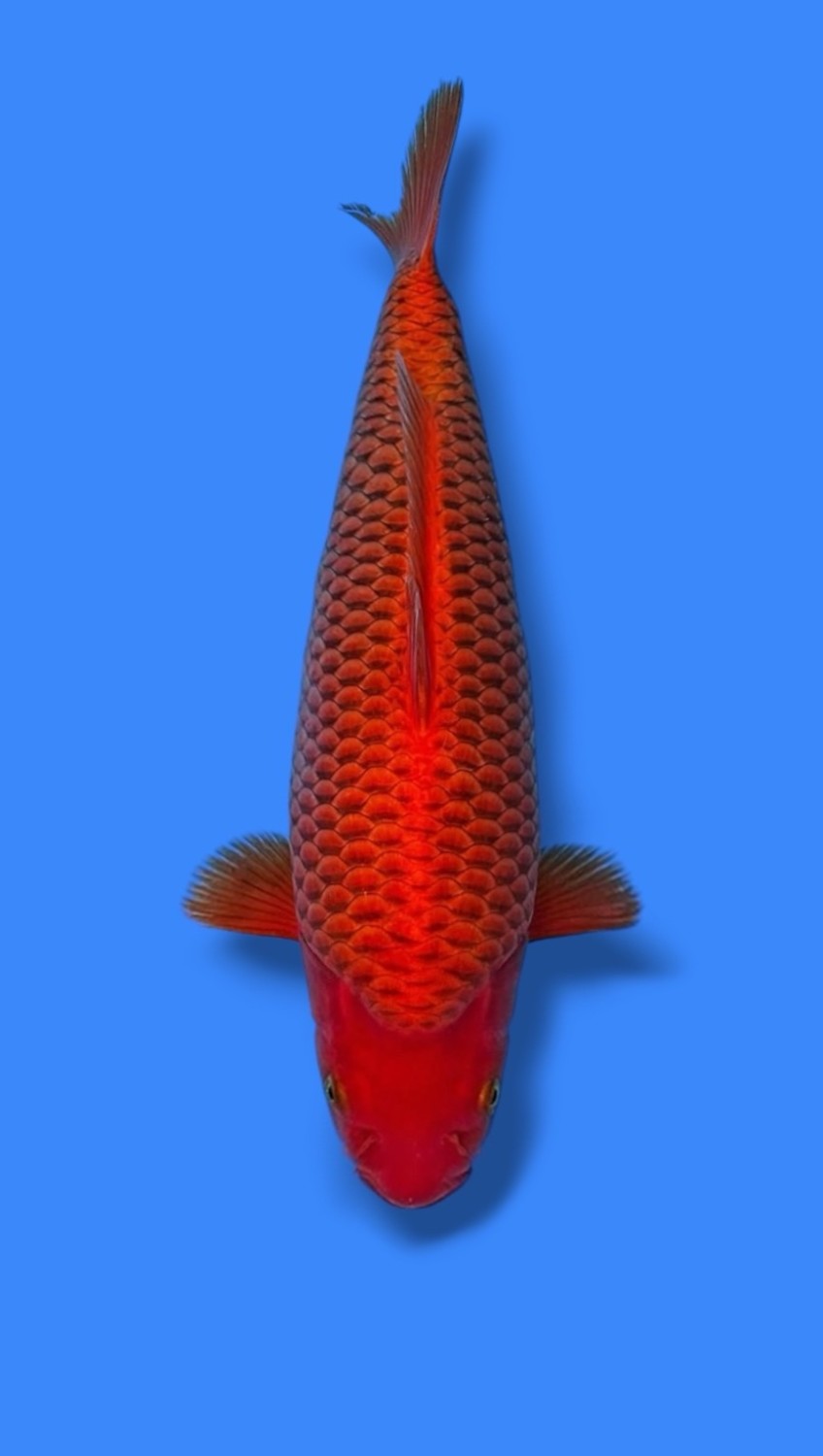 Juara 1