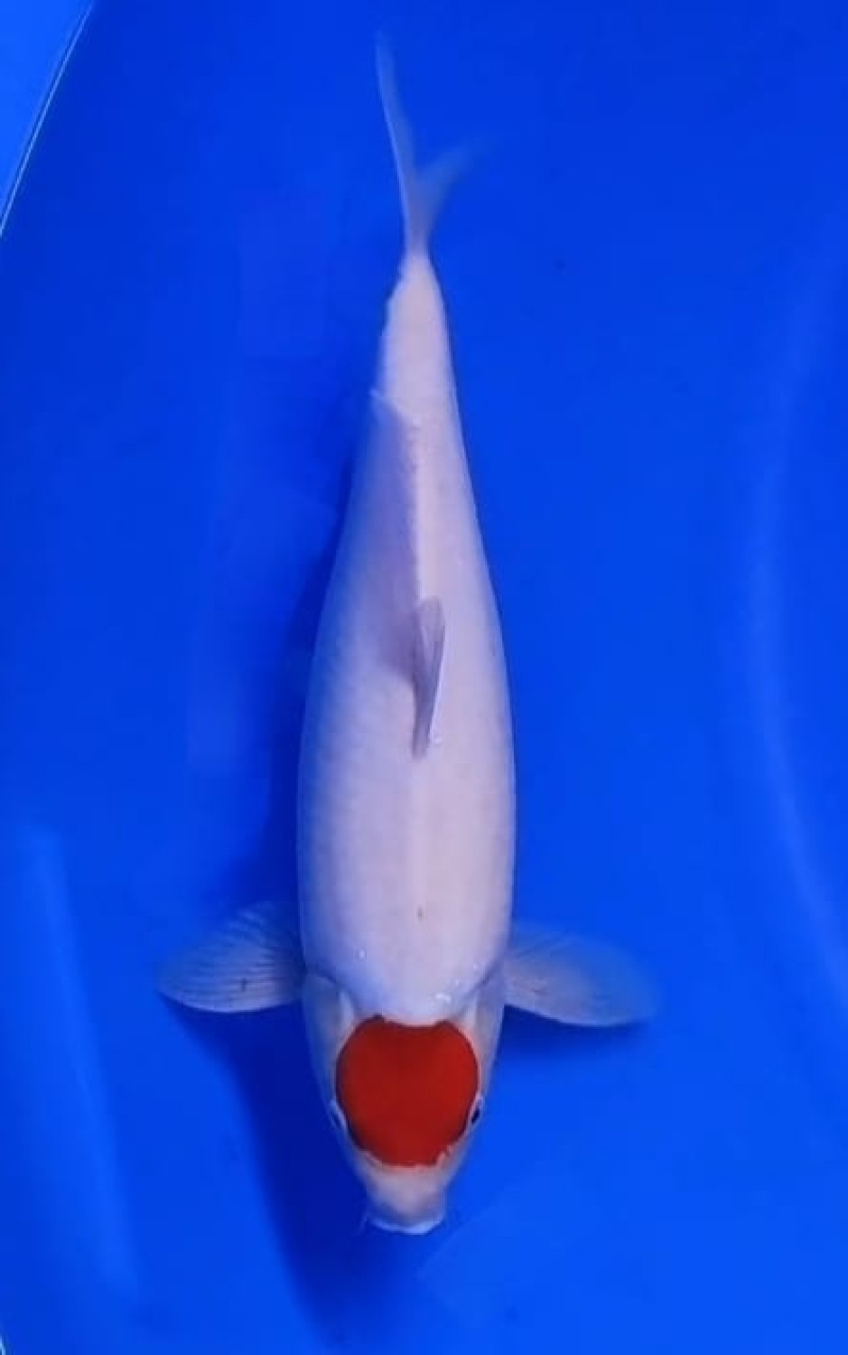 Juara 1