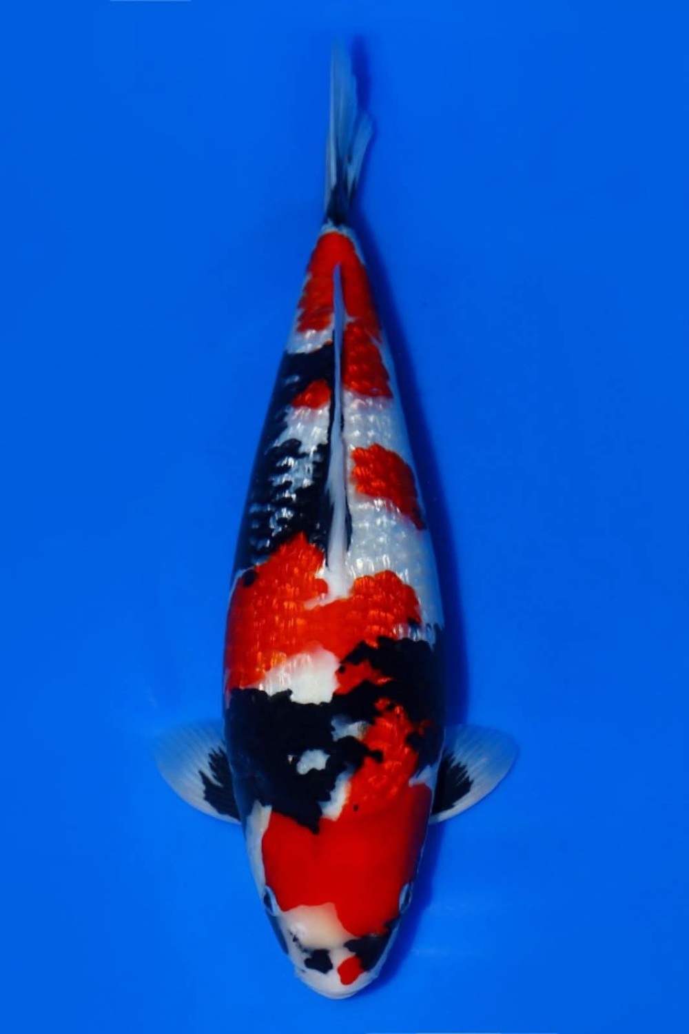 Juara 1