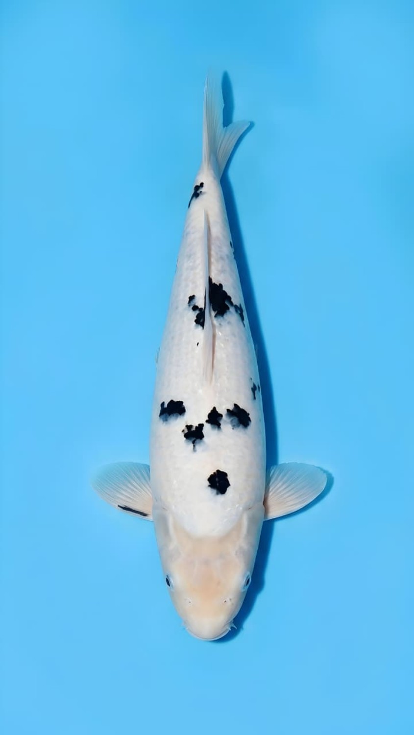 Juara 1