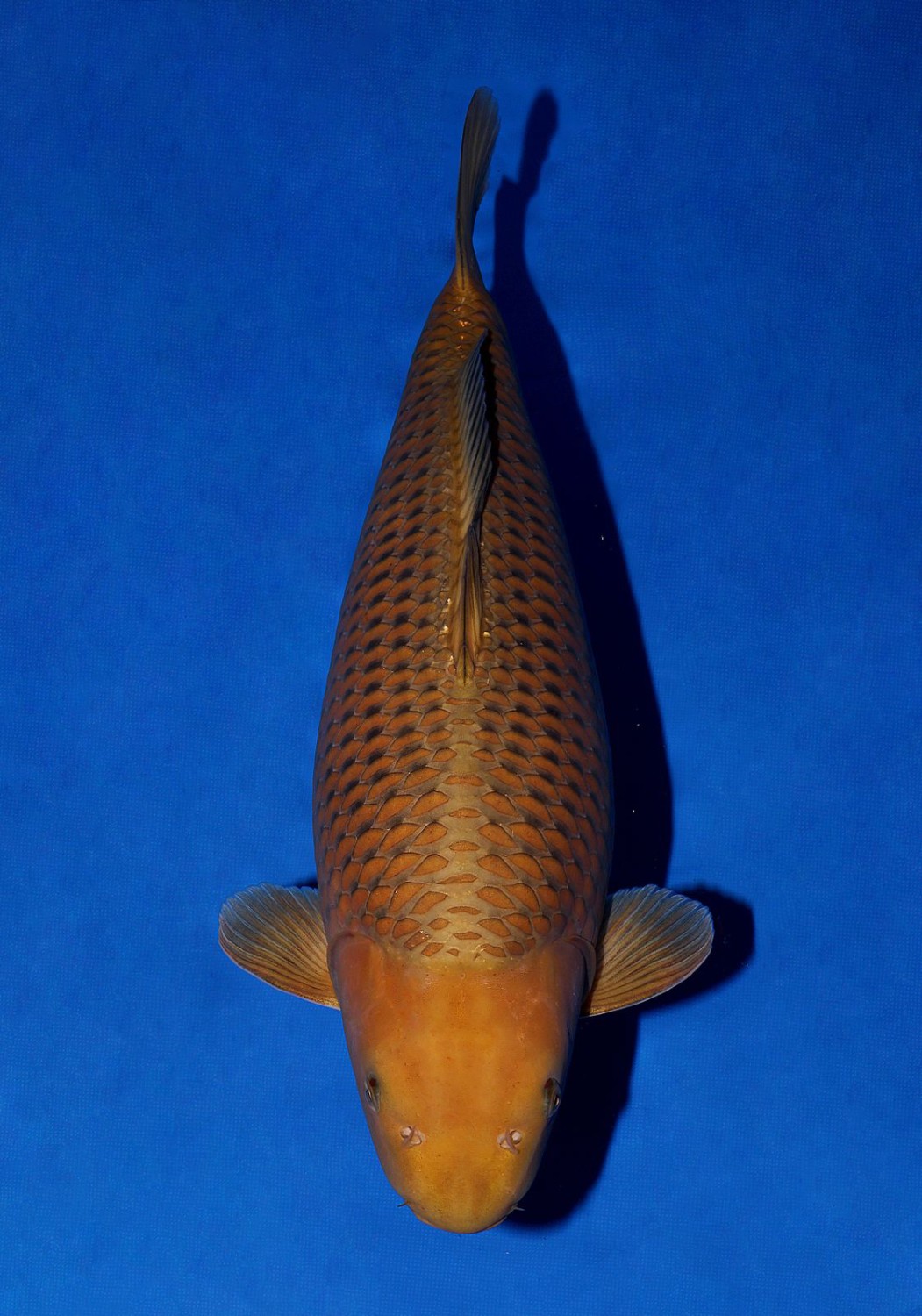 Juara 1