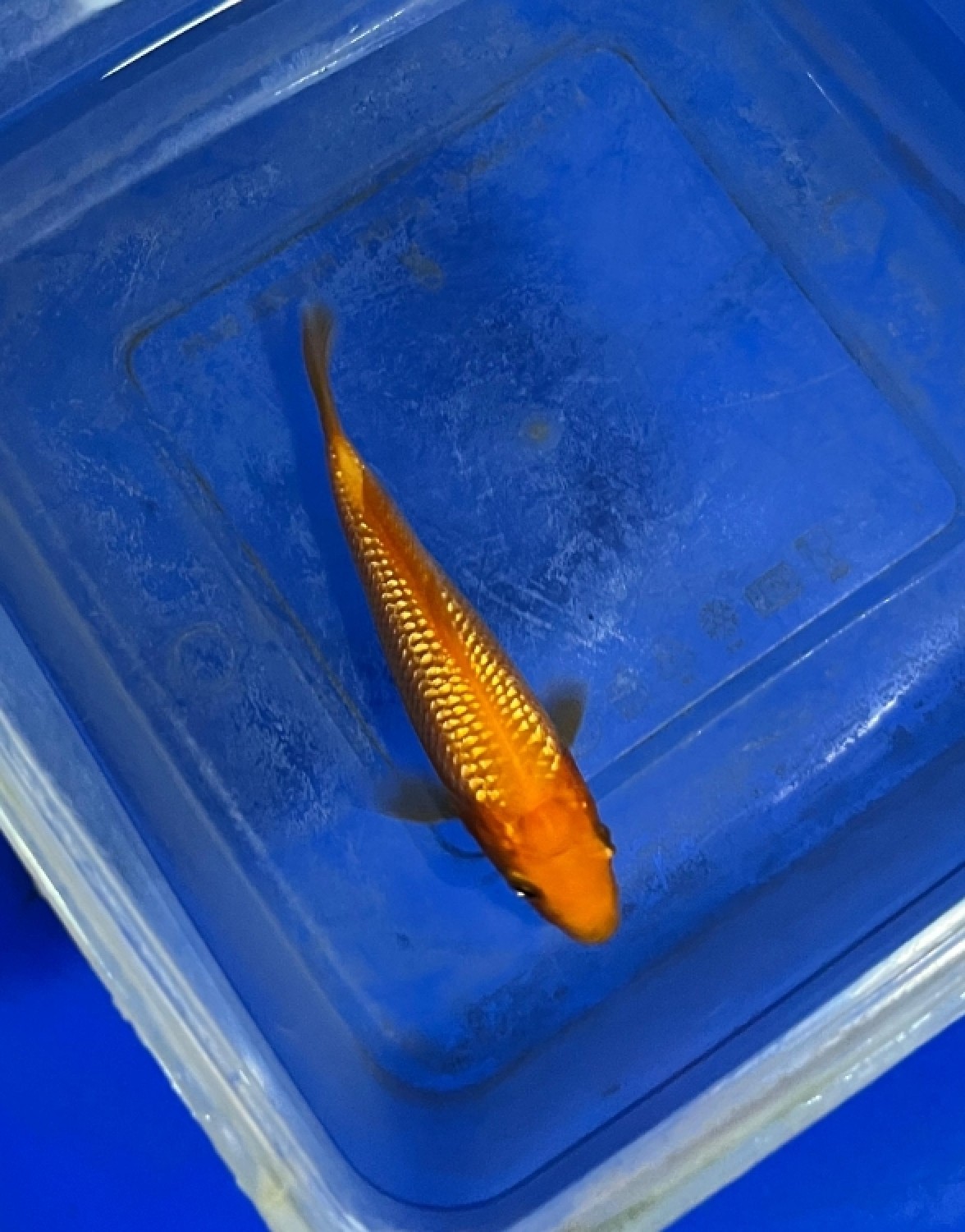 Juara 1