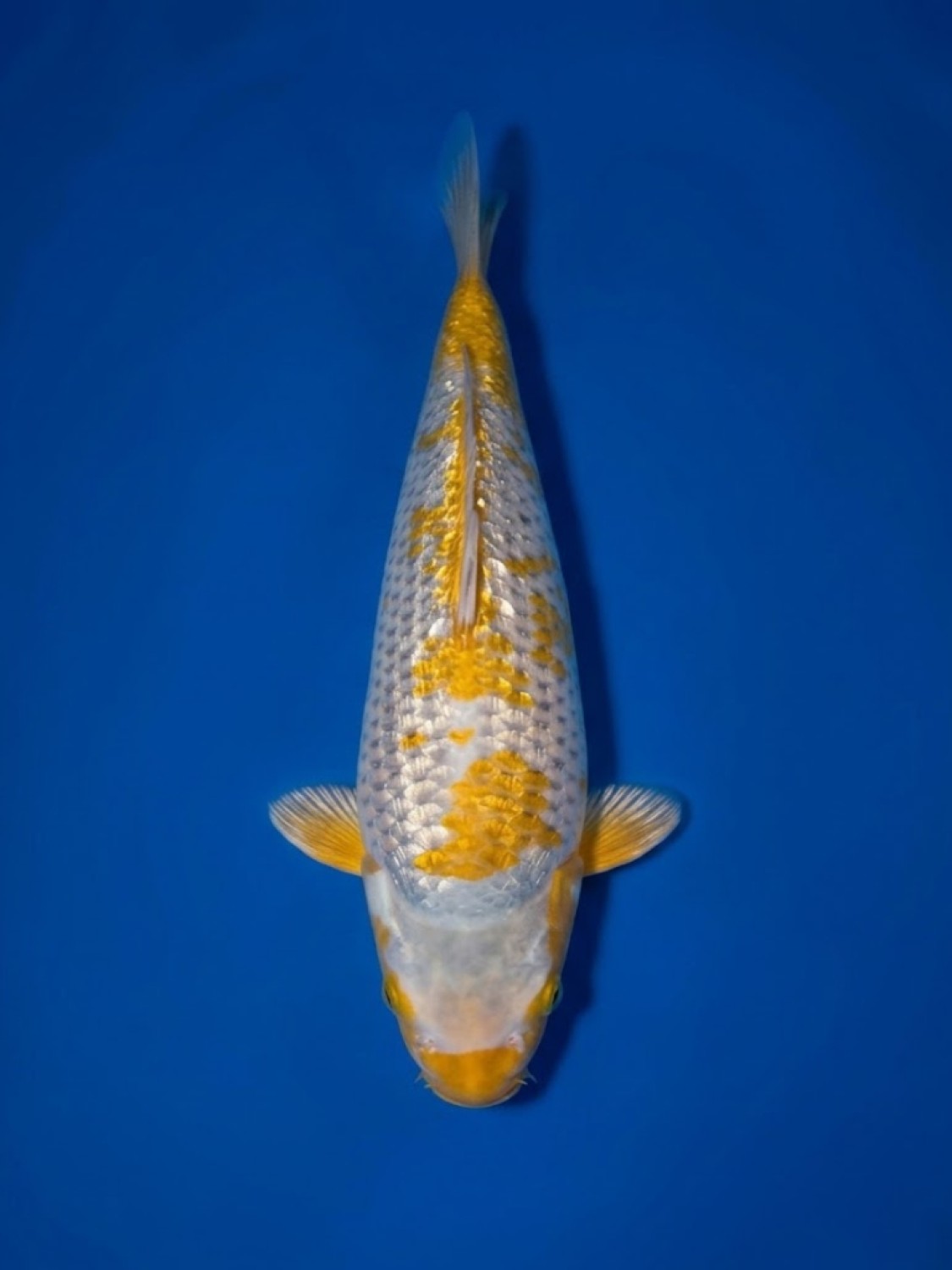 Juara 1