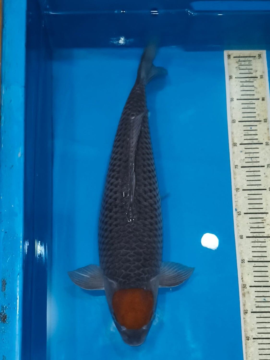 Juara 2