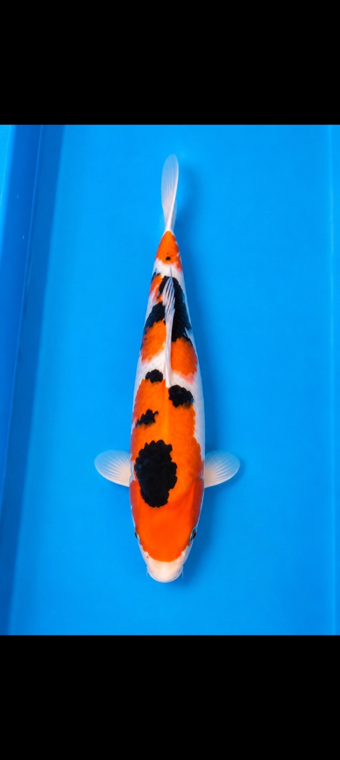 Juara 1