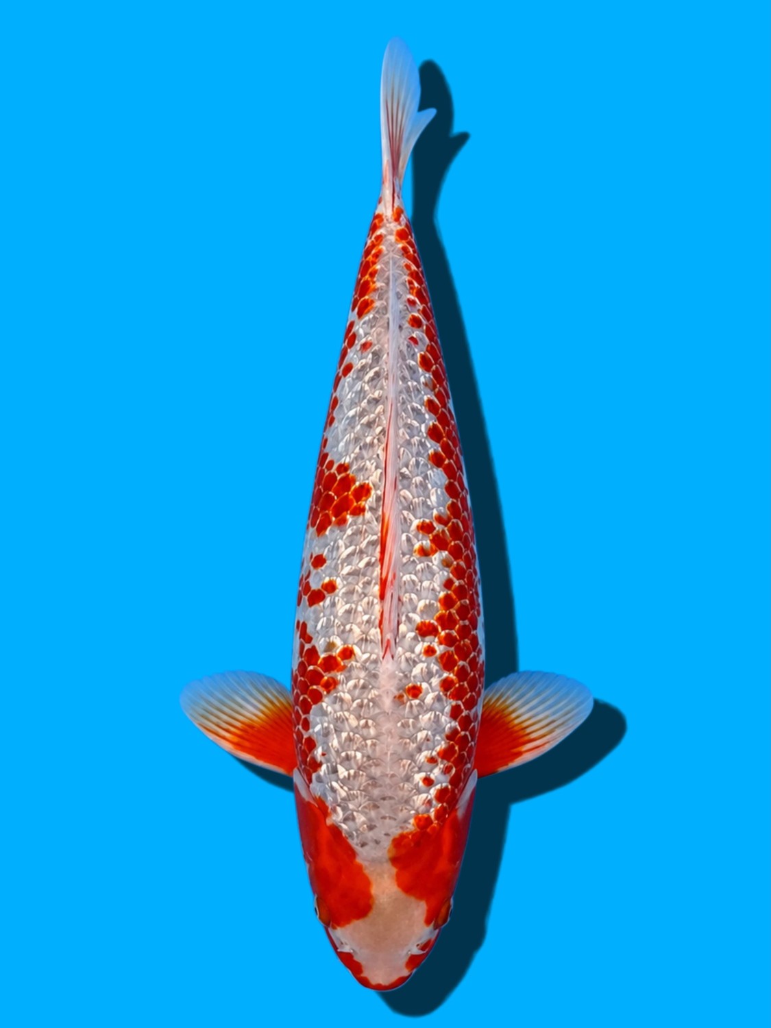Juara 3