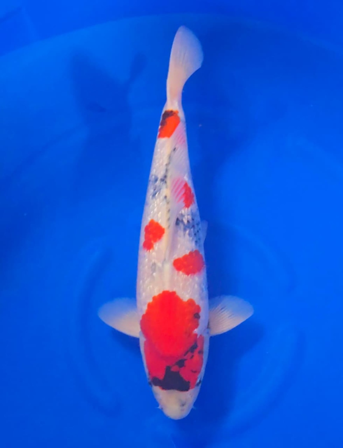 Best In Size F 46 - 50 cm