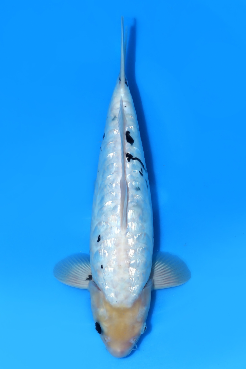 Juara 2