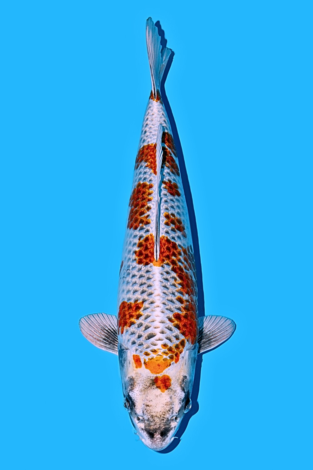 Juara 2