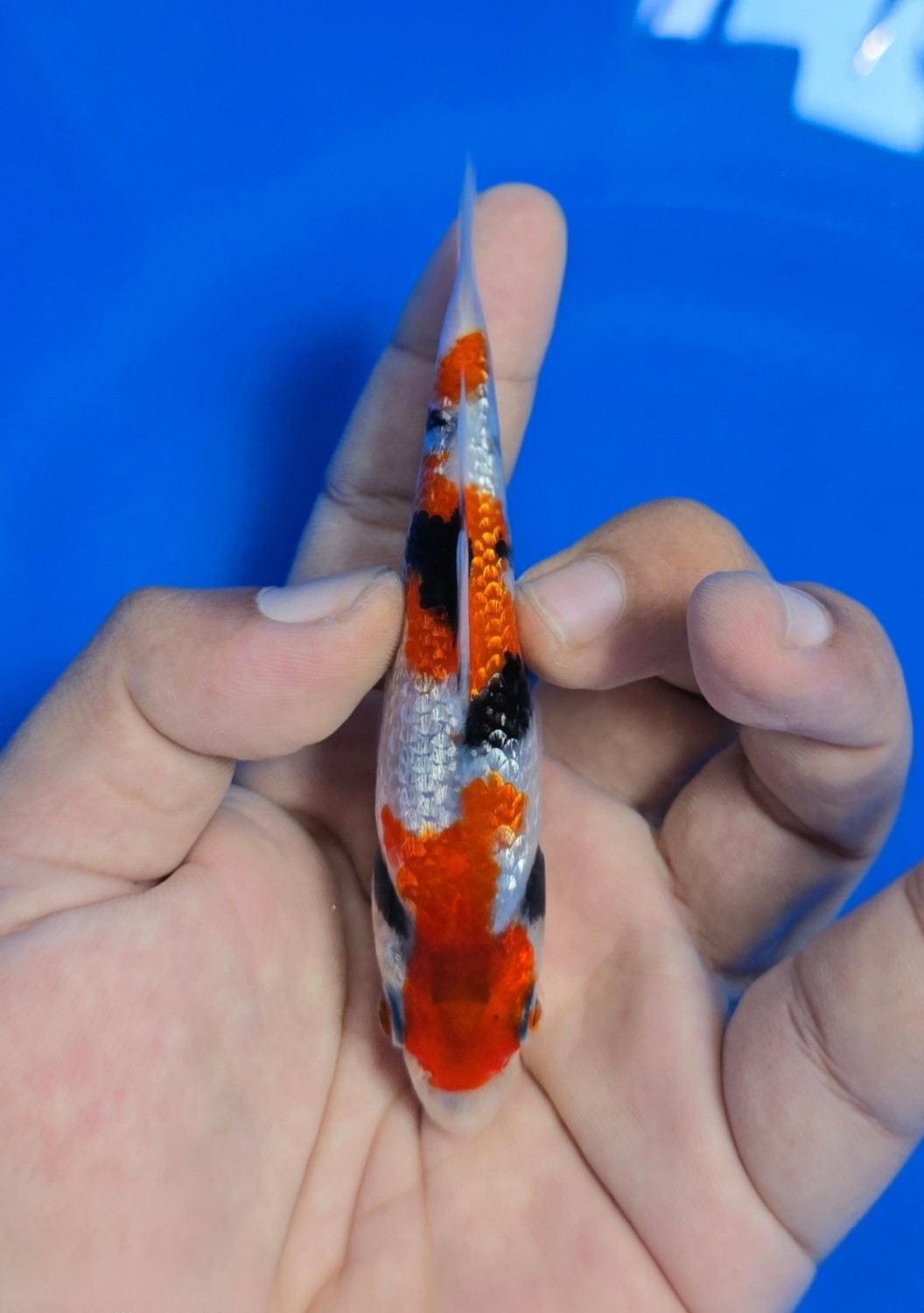 Best In Size F Up To 12 cm