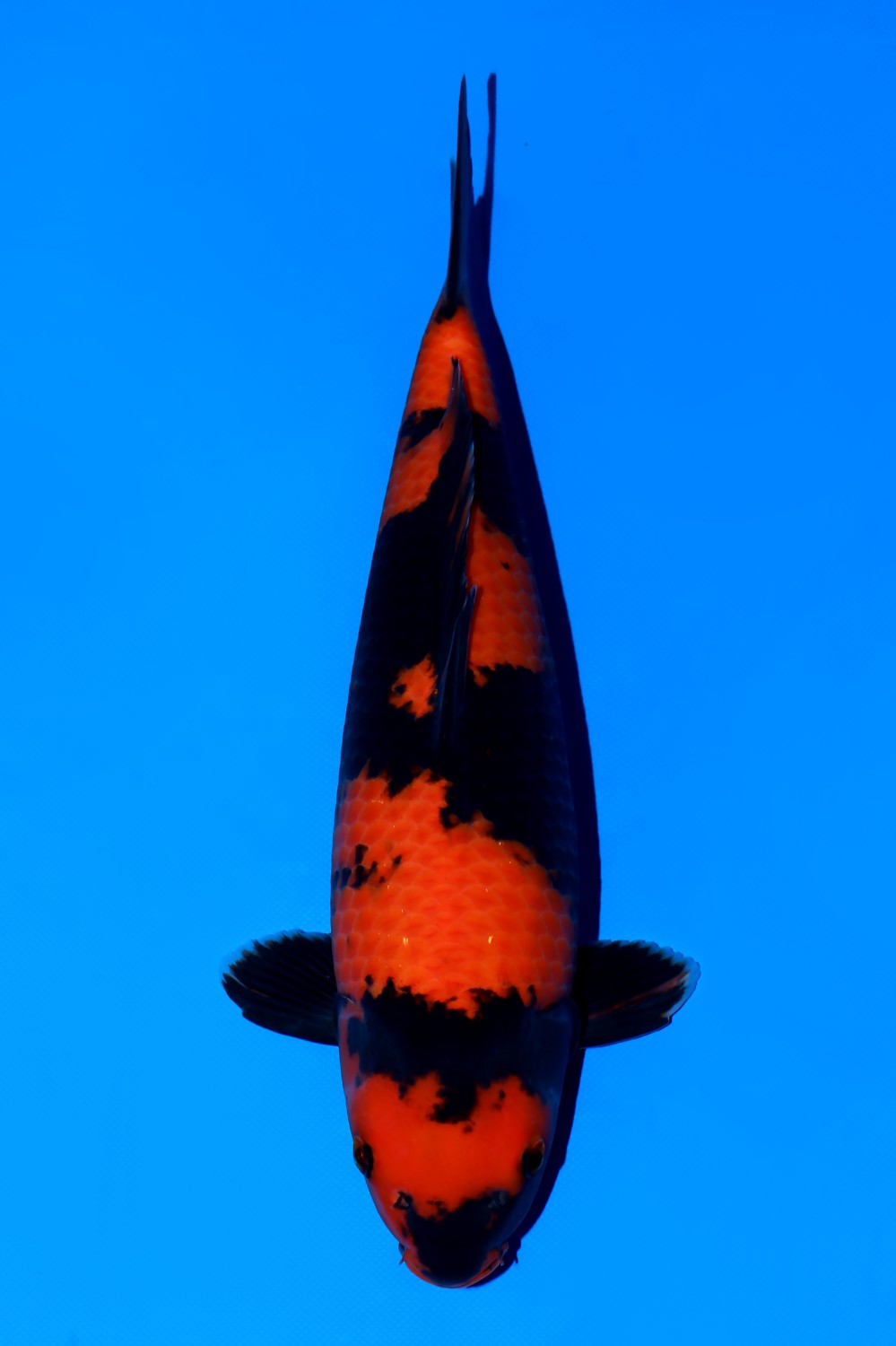 Juara 1
