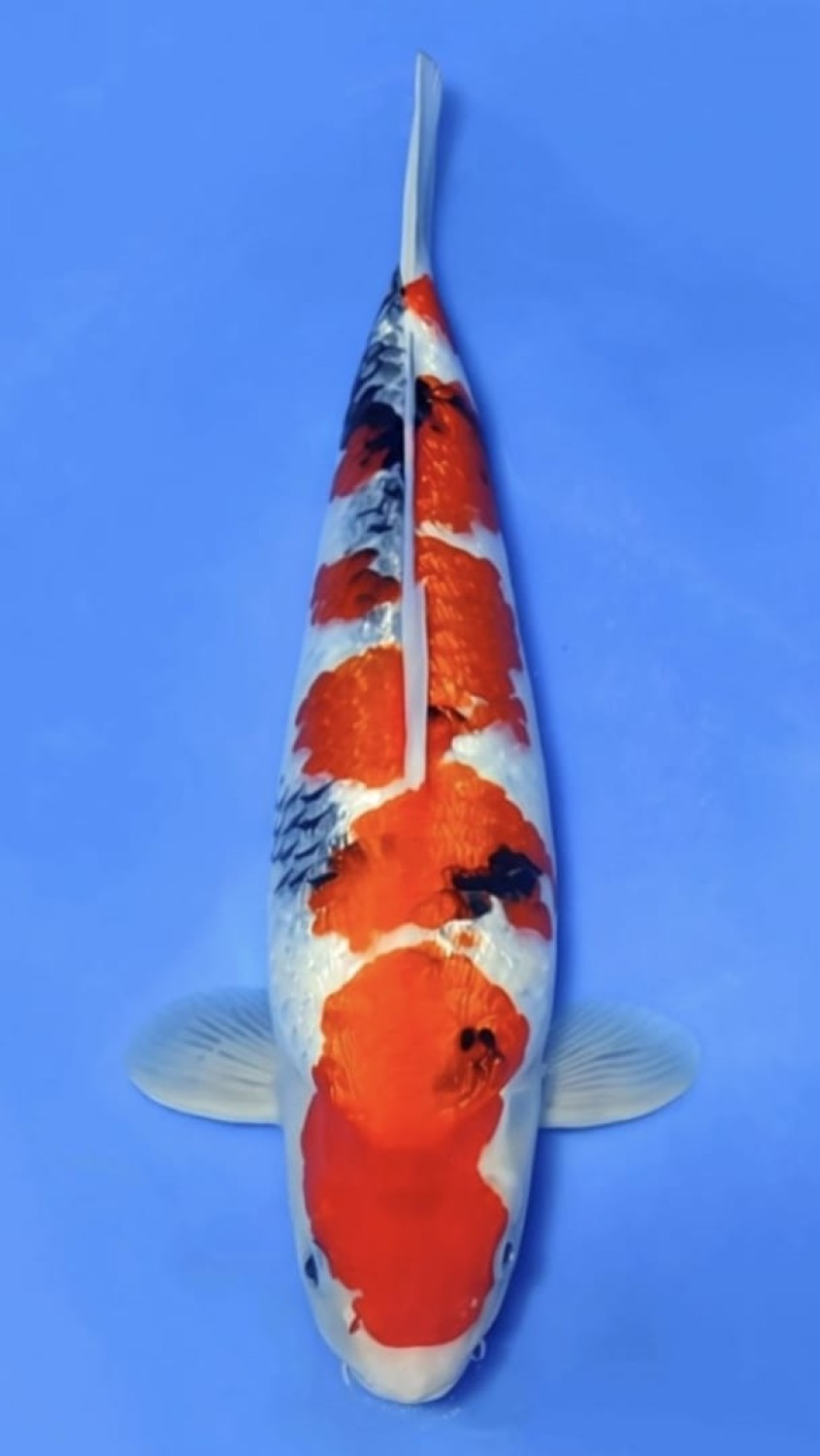 Juara 1
