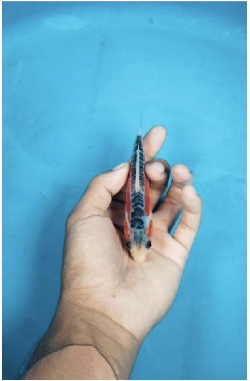 Juara 1