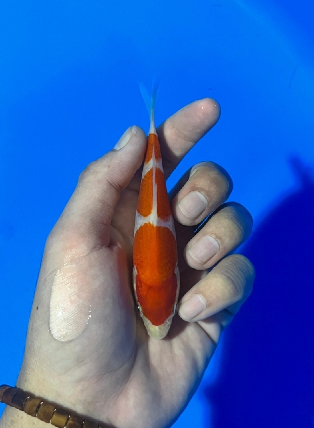 Best In Size A Up To 12 cm