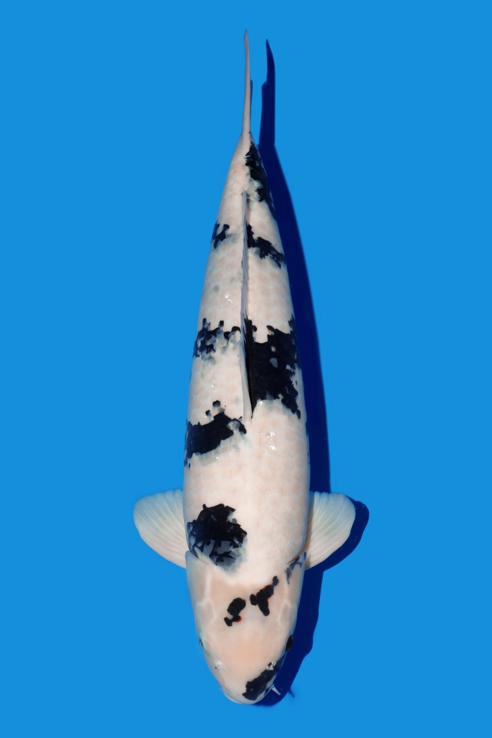 Juara 4