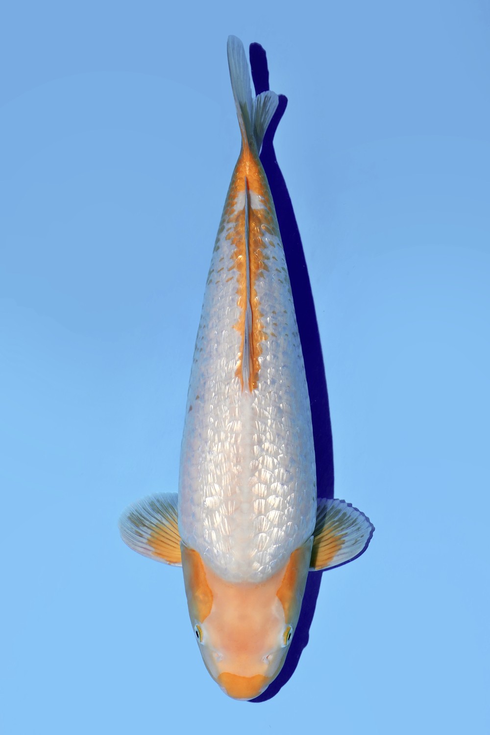 Juara 1