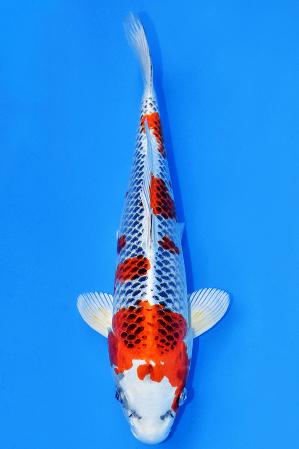 Juara 2