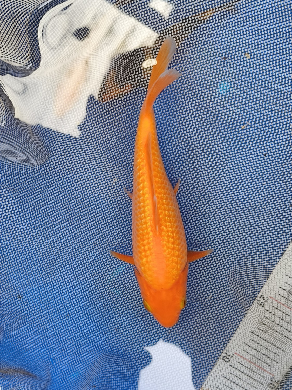 Juara 4