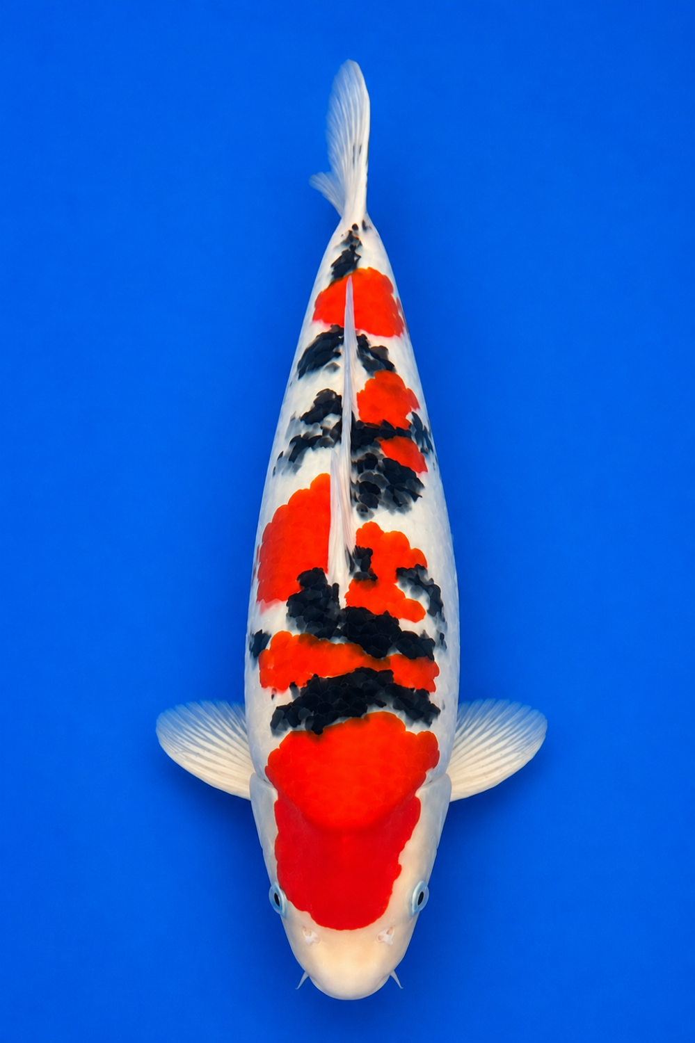 Best In Size F 36 - 40 cm
