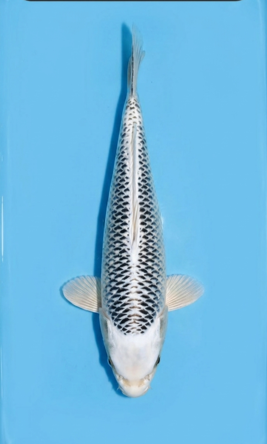 Juara 3