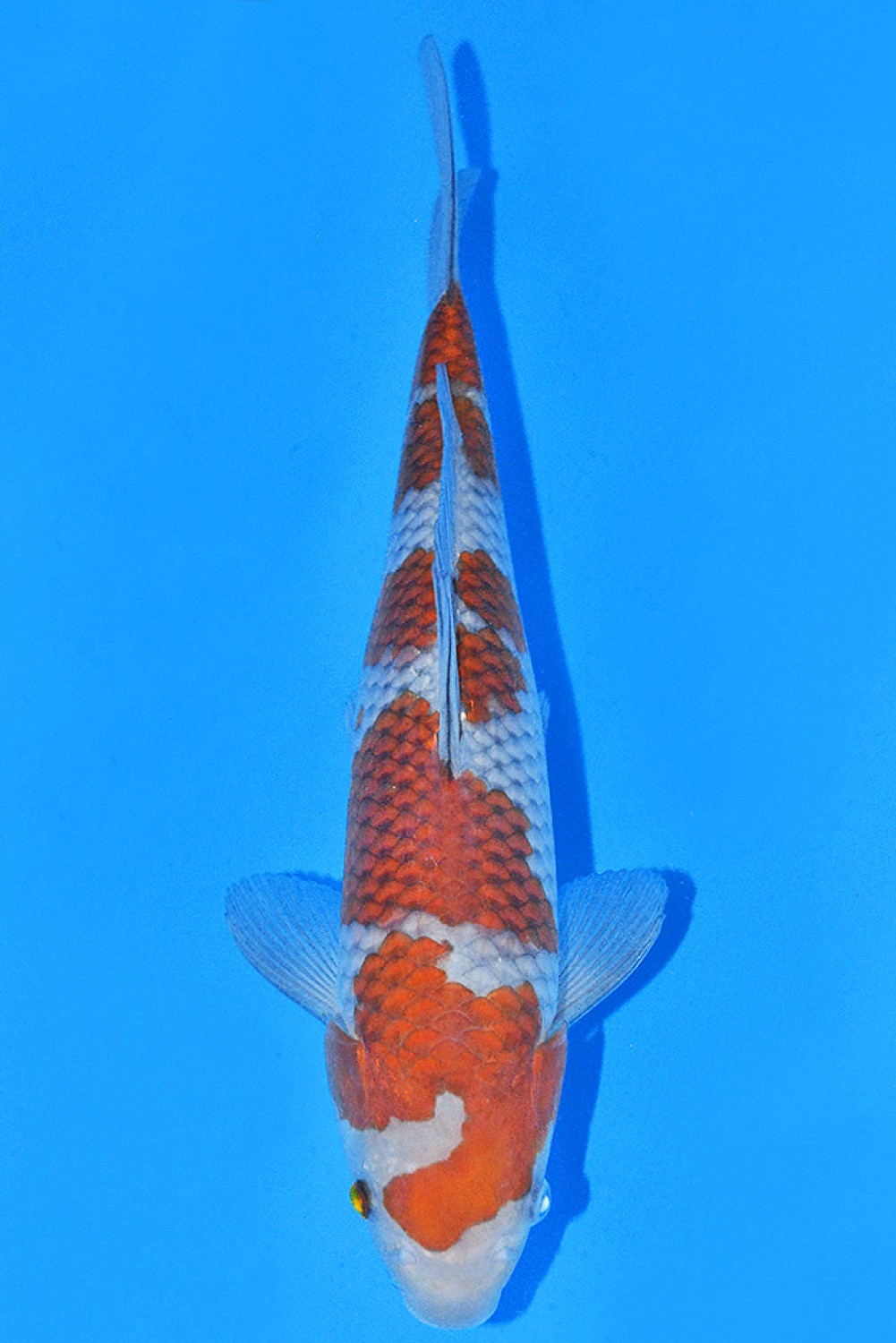 Juara 1