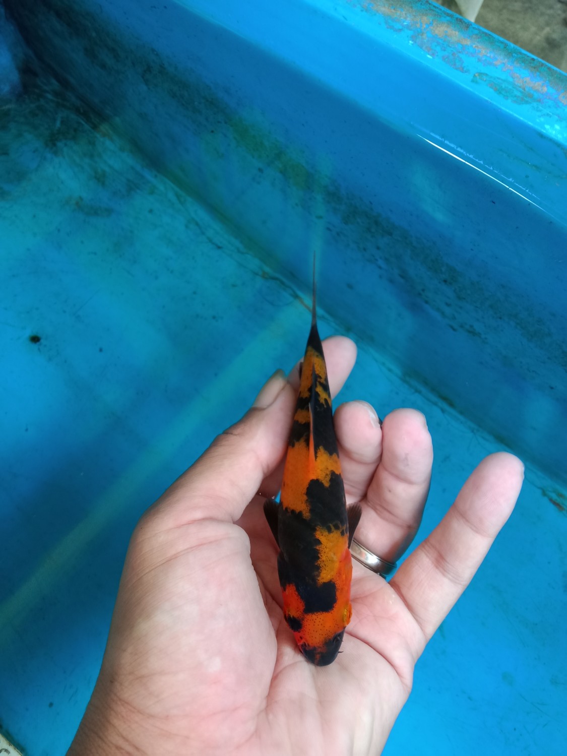 Super Mini Champion D