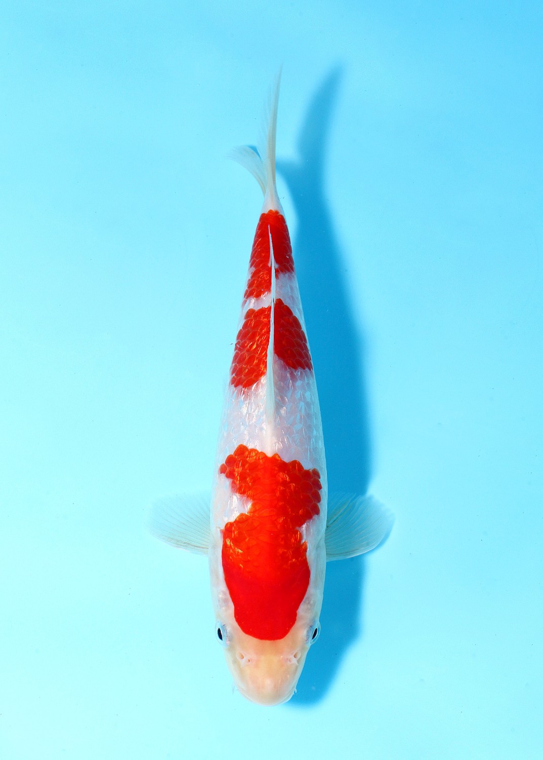 Juara 2