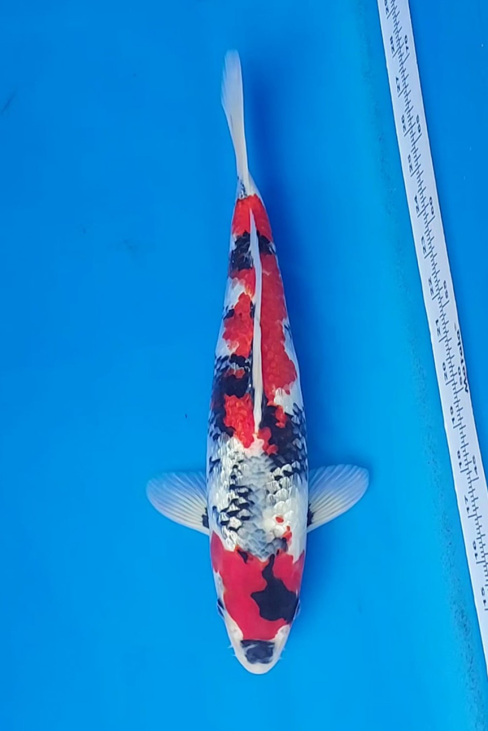 Juara 1