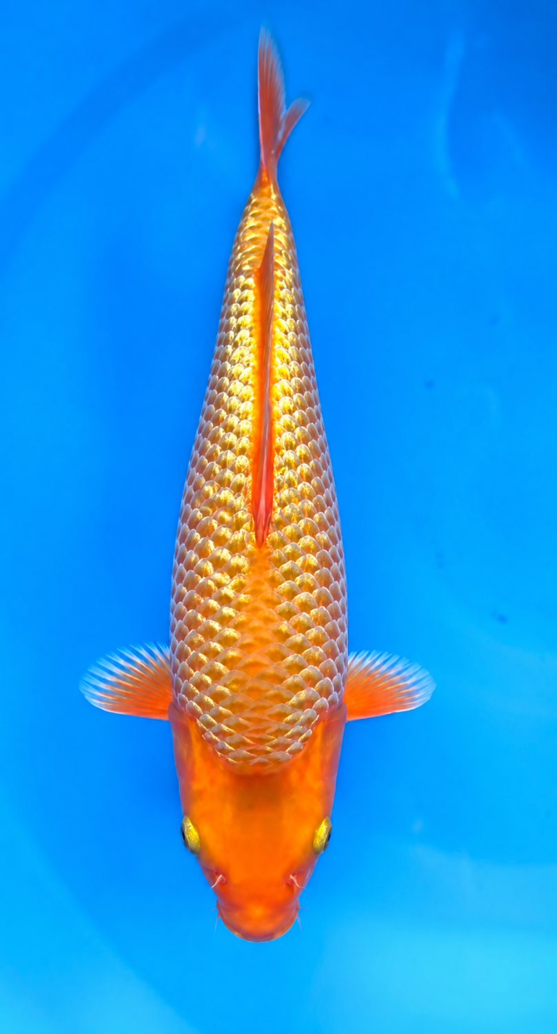 Juara 2