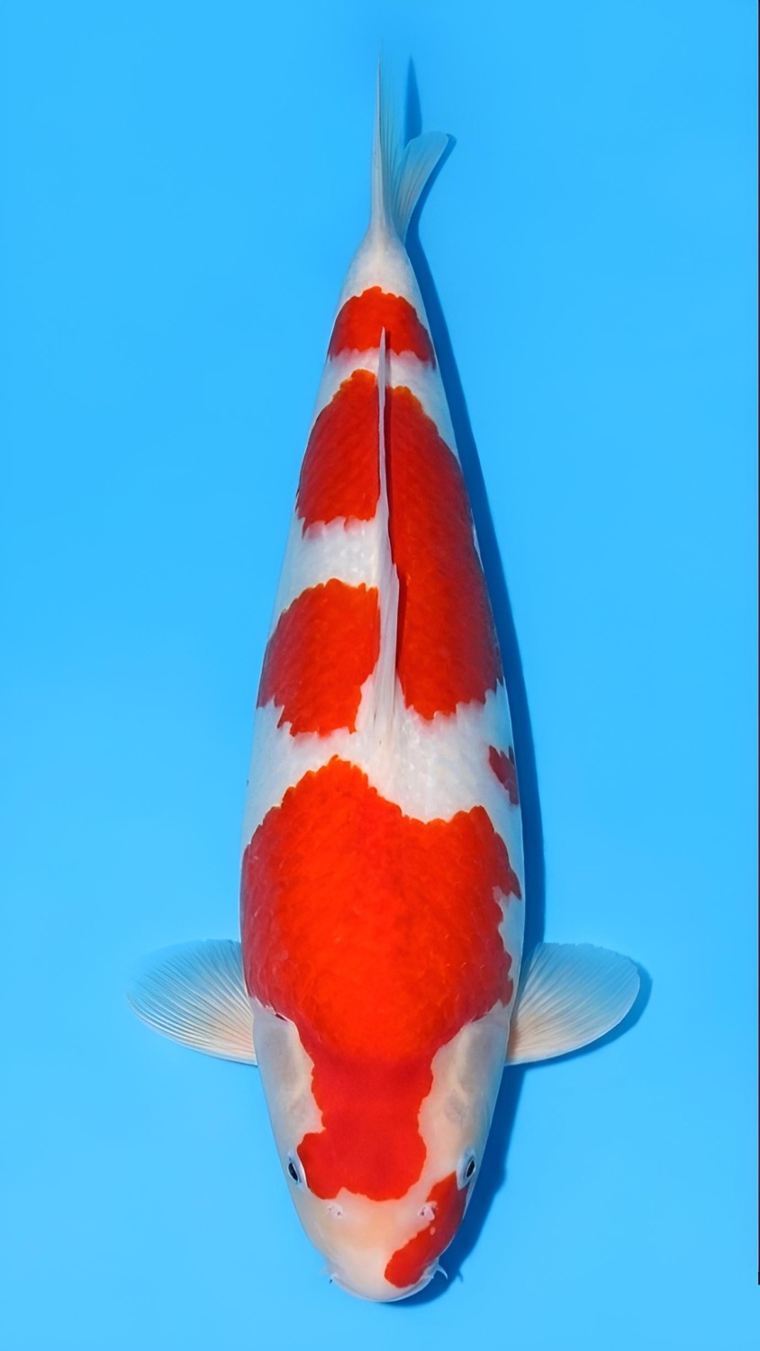 Best In Size F 41 - 45 cm