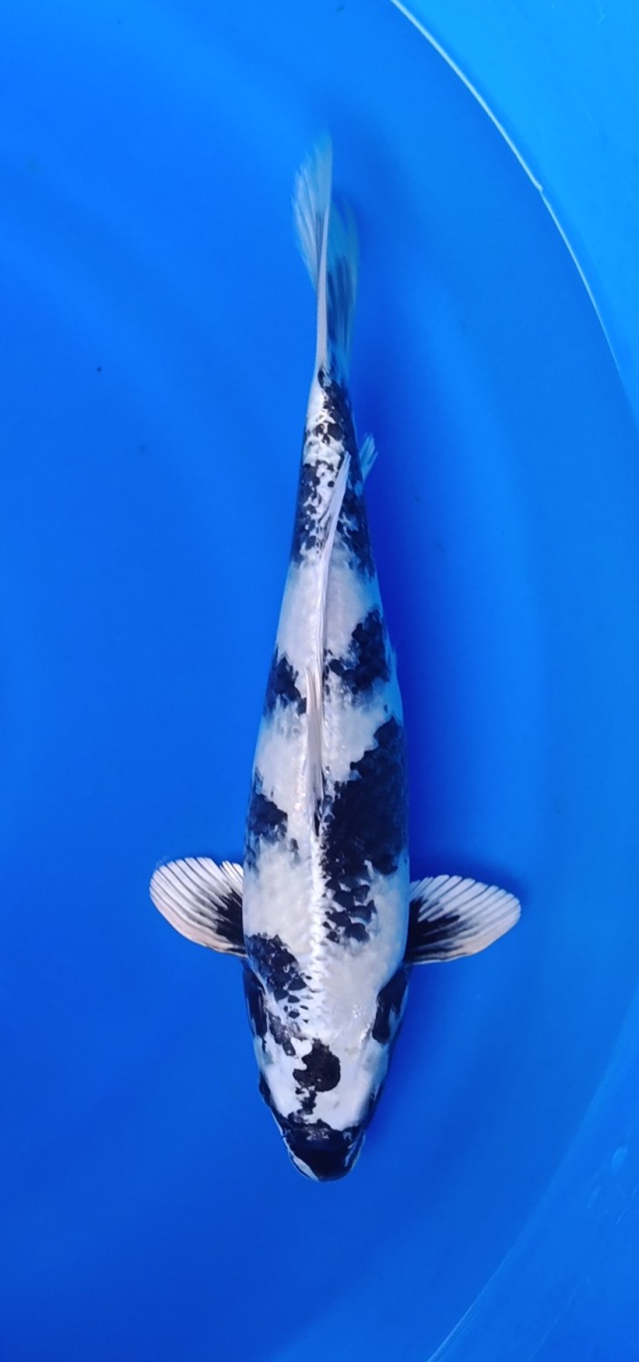 Best In Size D 31 - 35 cm